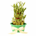 3 layers Lucky Bamboo in Green Fiber Woven Basket