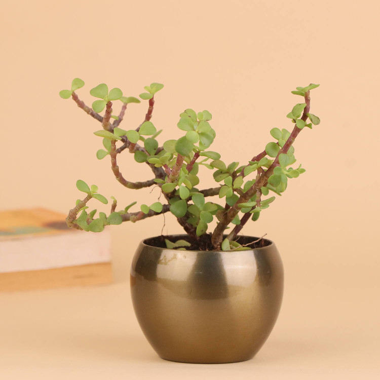 Alluring Jade Plant