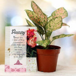 Aglaonema plant for Mom