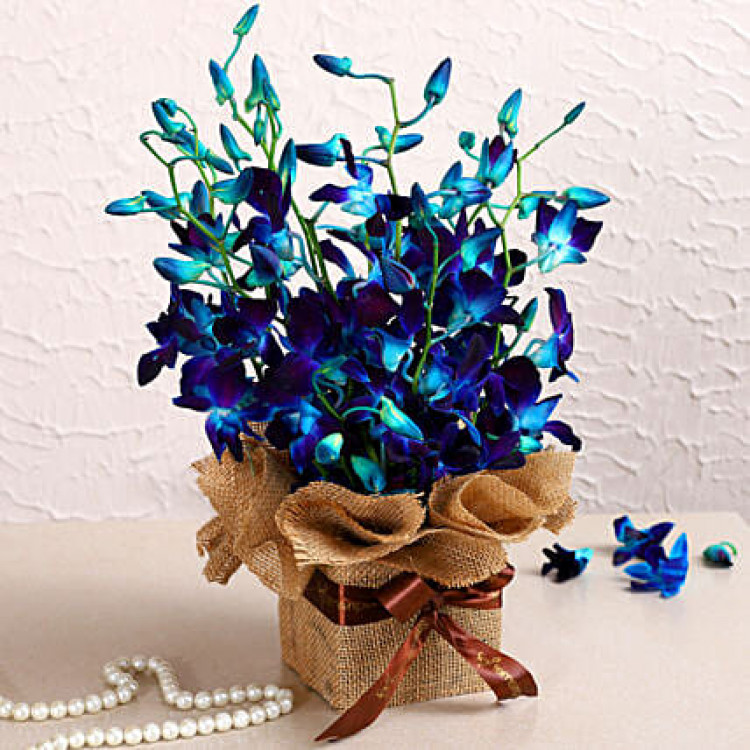 Gorgeous Blue Orchids Arrangement