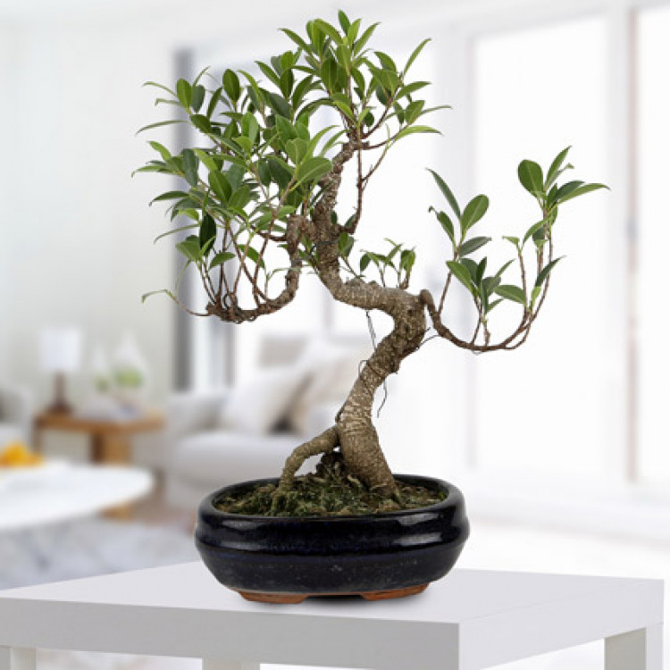 Gorgeous Ficus S Shaped Plant